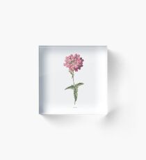 Verbena Print, Original Flower Print, Botanical Antique, Antique print, Verbena Wall art, Verbena Flower, Verbena Prints Acrylic Block