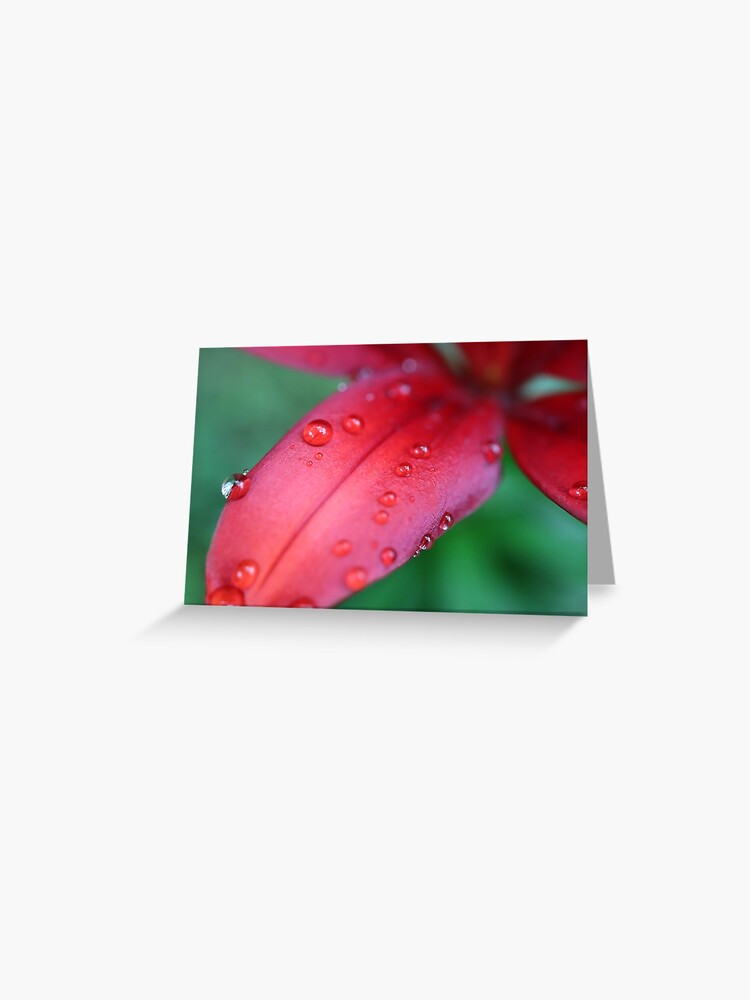 Tarjetas de felicitación «Lirio rojo y gotas de lluvia» de hurmerinta |  Redbubble