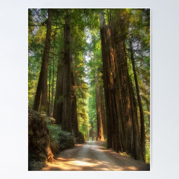 Item preview, Into the Redwood Forest designed and sold by Kathy Weaver.