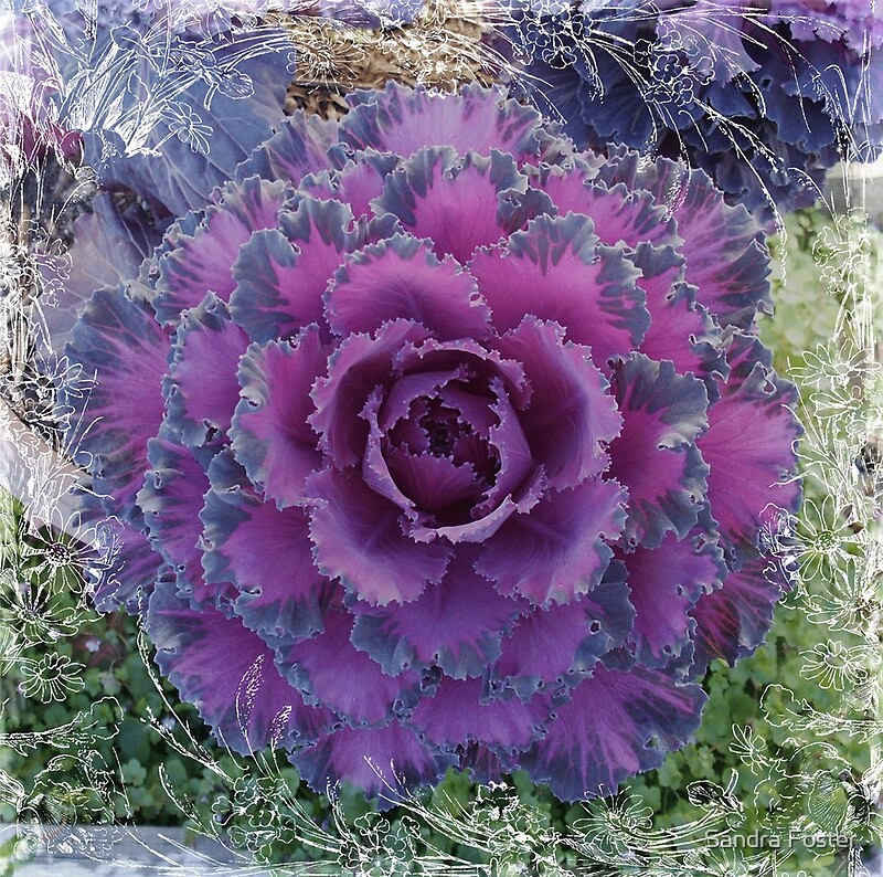 Purple Ornamental Cabbage By Sandra Foster Redbubble   Flat,800x800,075,f.u1 