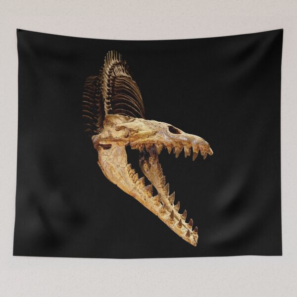 Item preview, Cynthiacetus skull designed and sold by Weston  Westmoreland.