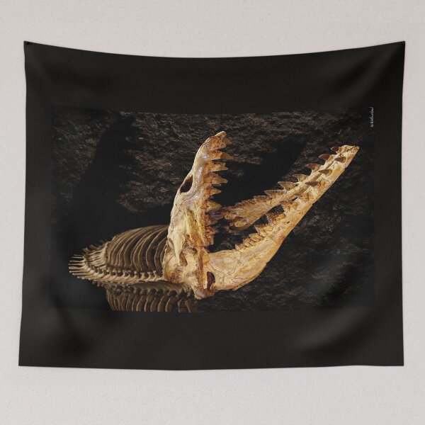 Item preview, Cynthiacetus skull 3 designed and sold by Weston  Westmoreland.