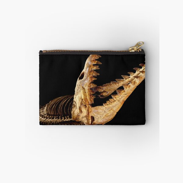 Item preview, Cynthiacetus skull designed and sold by Weston  Westmoreland.