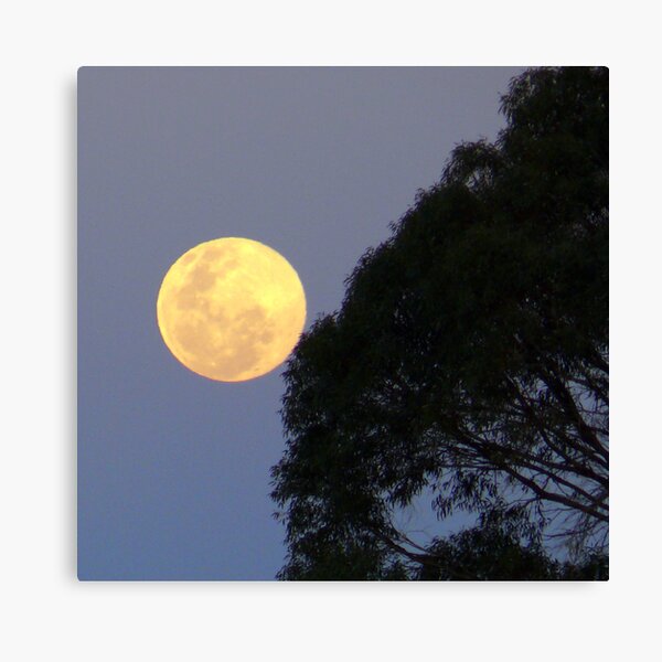 Moon in Scorpio. Canvas Print