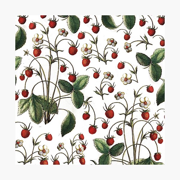 Item preview, red fruits designed and sold by franciscomff.