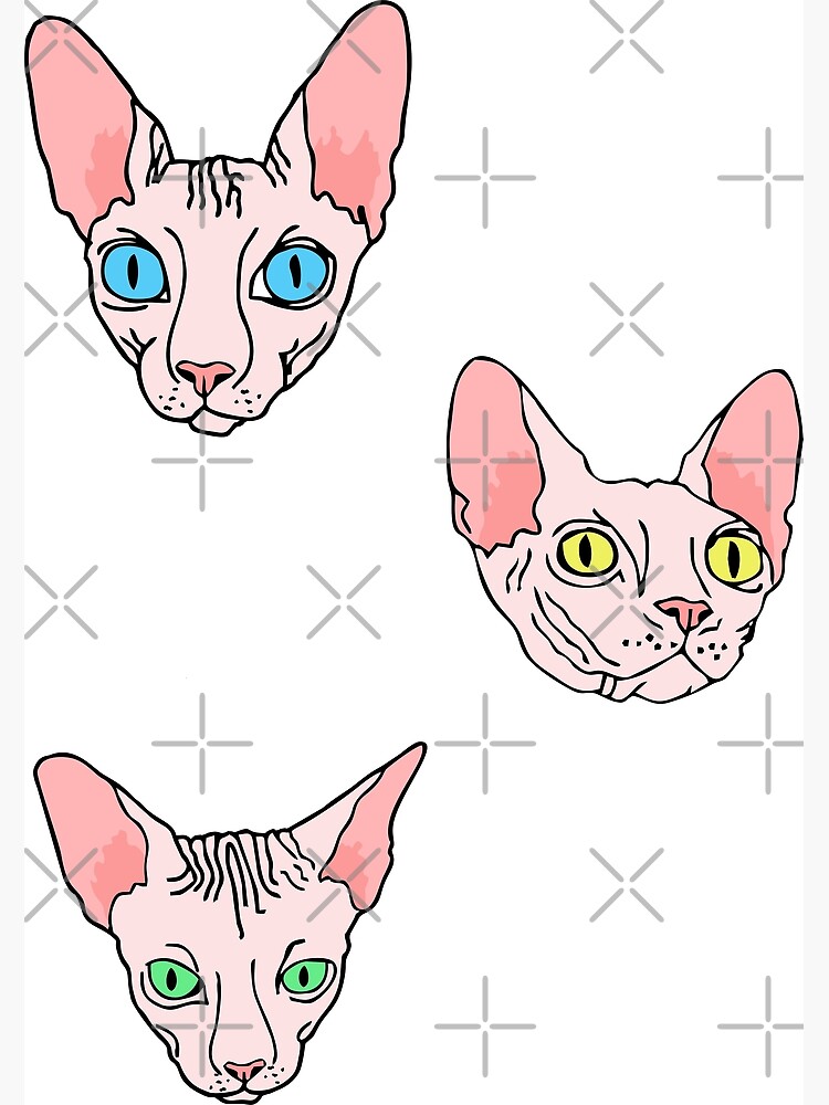 Sphynx Cats Naked Cats Poster By B Red Redbubble