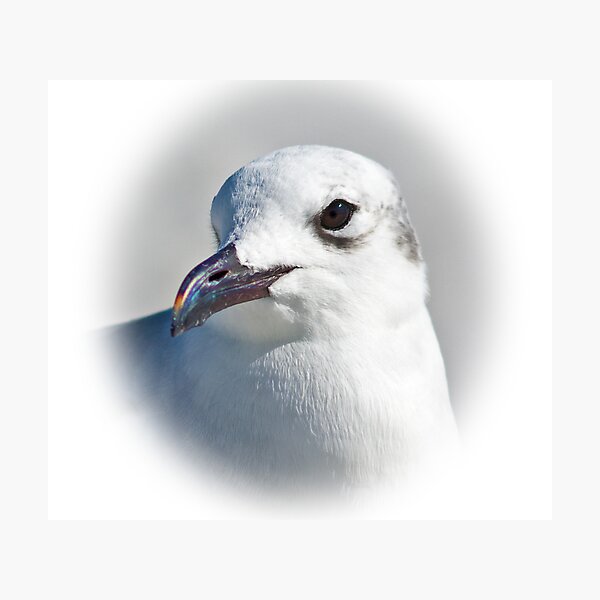Artikelvorschau, Laughing Gull entworfen und verkauft von Delores Knowles.