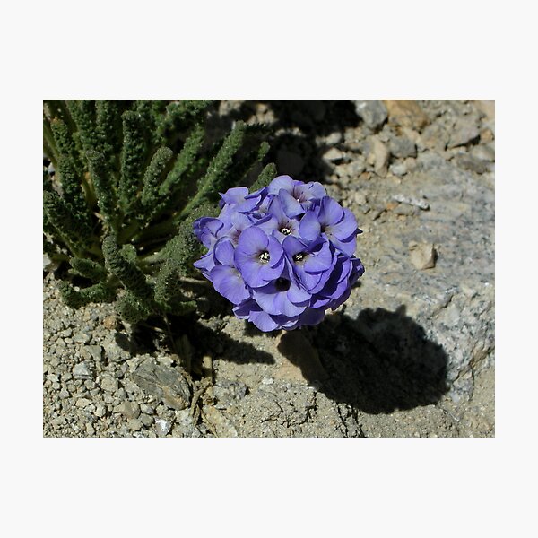 Item preview, Polemonium (piloto del cielo) - Mount Whitney designed and sold by Rebecca SowardsEmmerd.