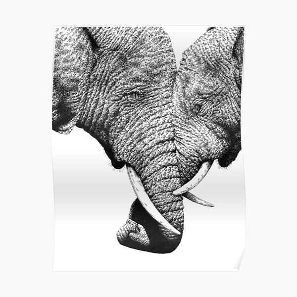 African Elephants with trunks entwined Poster
