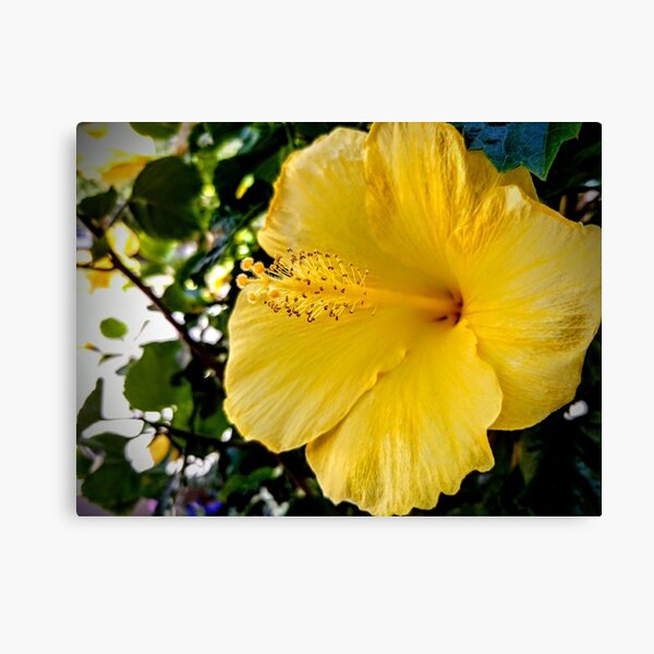 Yellow Flower Canvas Print