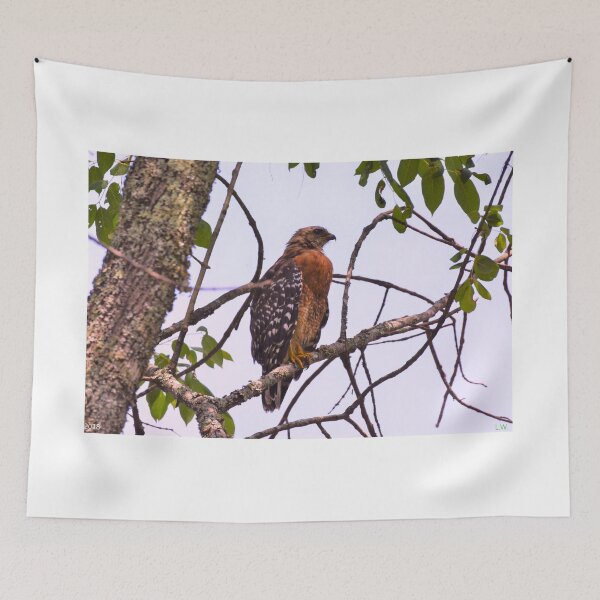 Item preview, Red Shouldered Hawk 2 designed and sold by LisaWootenPhoto.