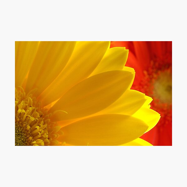 Item preview, Sunshine in Winter designed and sold by Jeanne Frasse.