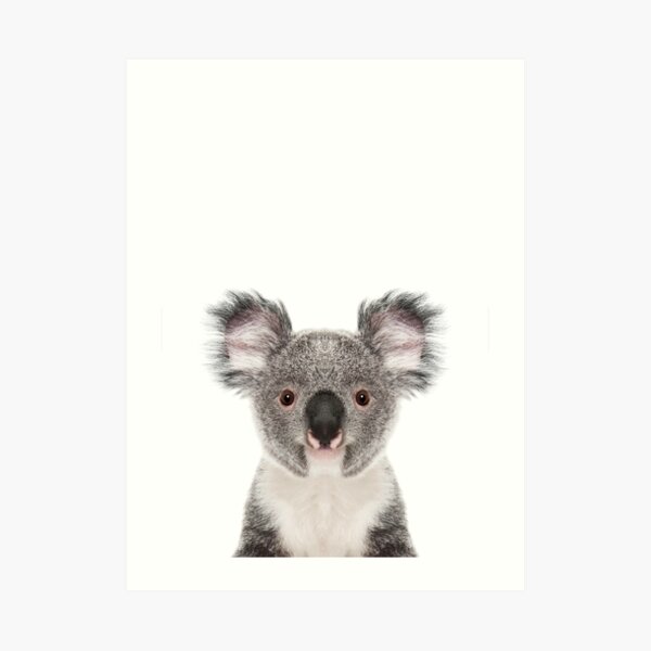 Koala Bear Portrait Art Print