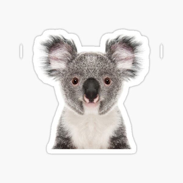 Portrait d'ours koala Sticker