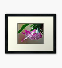 Christmas Cactus Framed Print