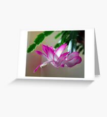 Christmas Cactus Greeting Card