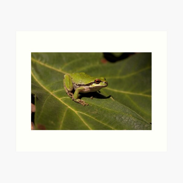 Pacific Treefrog Art Print
