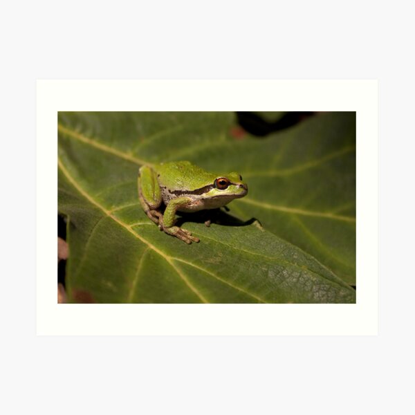 Pacific Treefrog Art Print