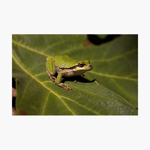 Pacific Treefrog Photographic Print