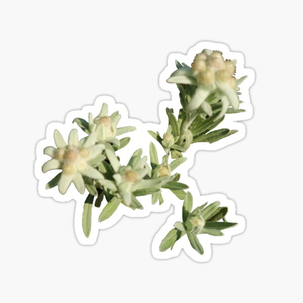Europe, fleur, Edelweiss, photographie, BebiCervin Sticker