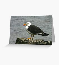 Pacific Gull Greeting Card