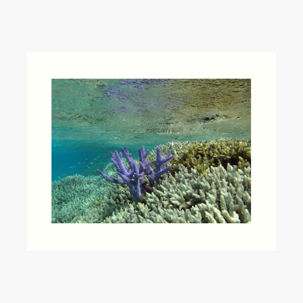Clarity Art Print