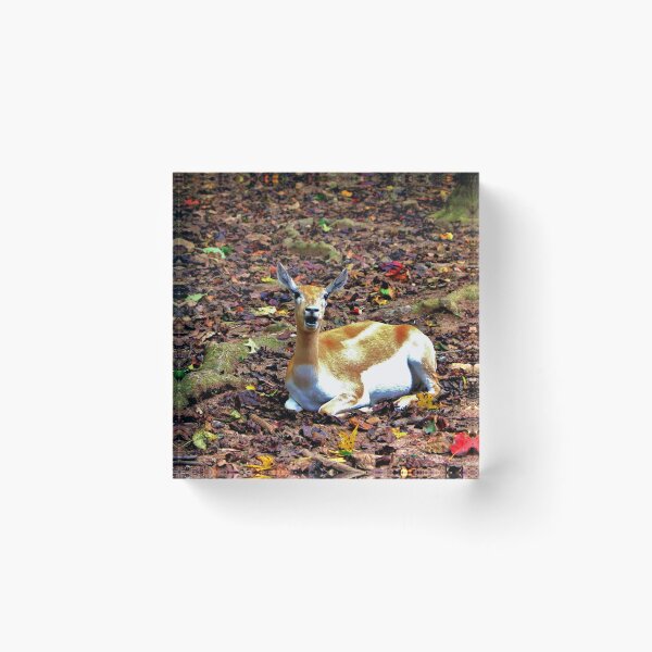 Item preview, Gazelle Enjoying Autumn designed and sold by Cynthia48.