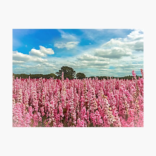 Bold Is Beautiful Photographic Print