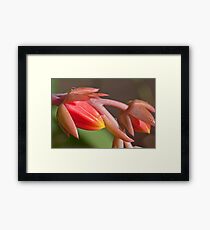 Macro Flowers Framed Print