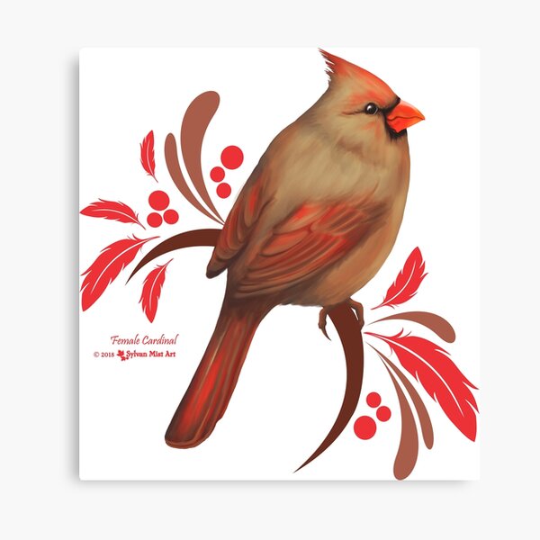 Watercolor Cardinal Birds Clipart Female Cardinal Red Cardinal 