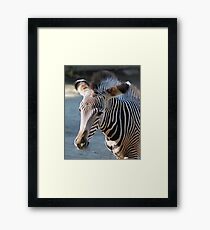 Zebra baby Gerahmtes Wandbild