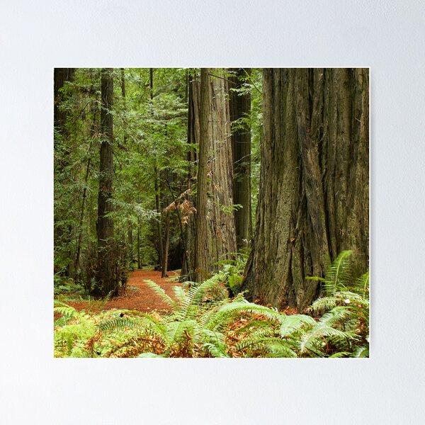 Item preview, Redwood Forest designed and sold by Galen Dalrymple.