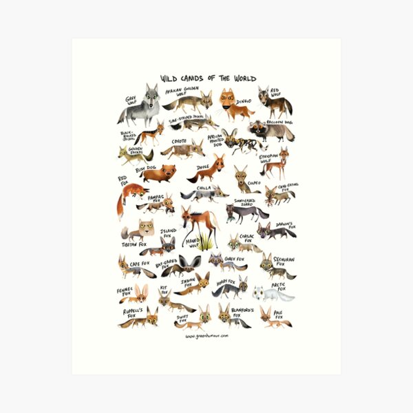 Wild Canids of the World Art Print