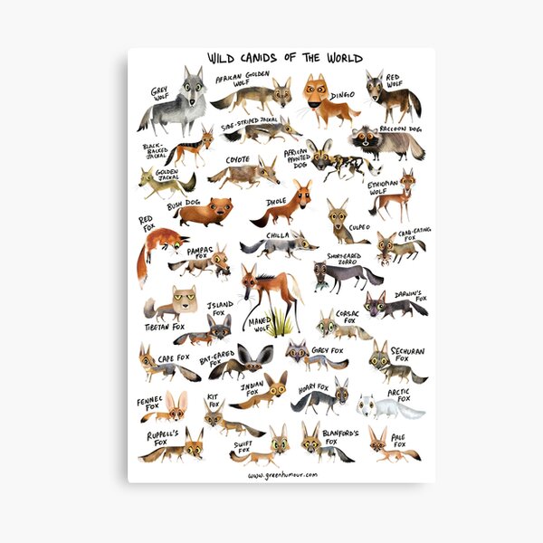 Wild Canids of the World Canvas Print