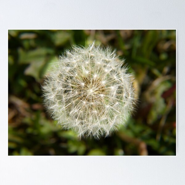 Item preview, Dandelion designed and sold by Pascal and Isabella Inard.