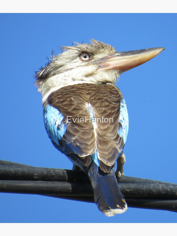 "KookaburraElectric Wire Pants On Fire 2" Sticker for Sale by EvieHanlon Redbubble