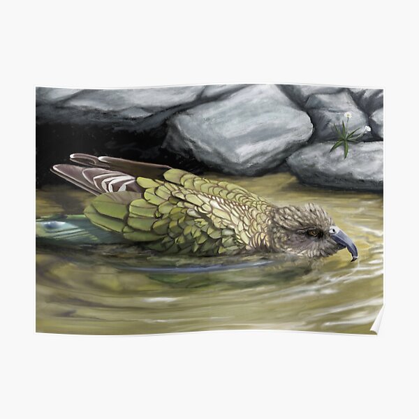 Bathing Kea Poster