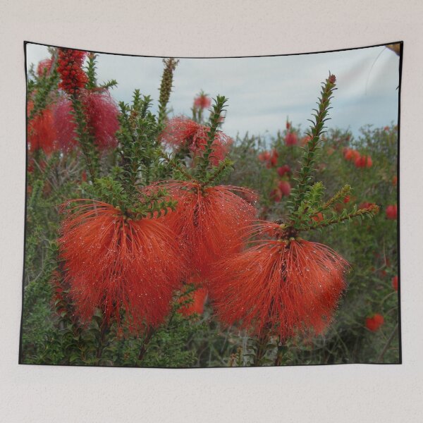 Item preview, Gravel Bottlebrush Beaufortia decussata Australia designed and sold by Schoensl.