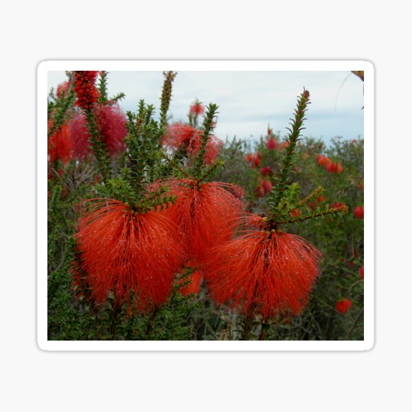 Item preview, Gravel Bottlebrush Beaufortia decussata Australia designed and sold by Schoensl.
