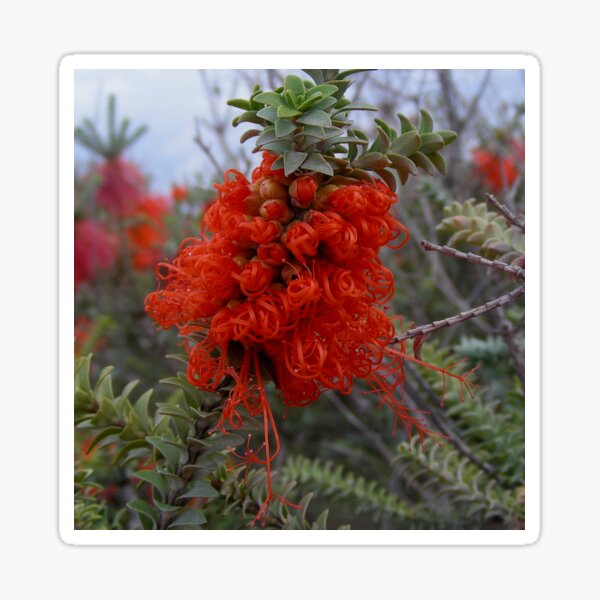 Item preview, Gravel Bottlebrush Beaufortia decussata Australia designed and sold by Schoensl.