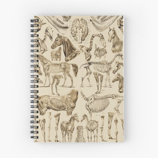 Item preview, Horse Anatomy (tan print) designed and sold by adamcampen.