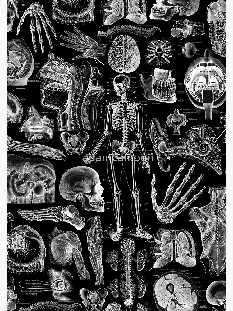 Human Anatomy Black Print by adamcampen