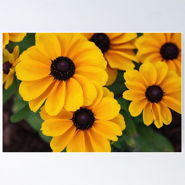 Item preview, Black-eyed Susan designed and sold by Janet Gosselin.