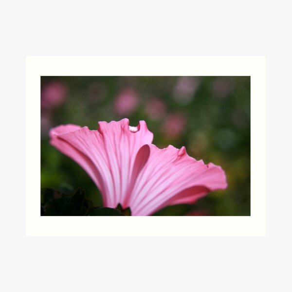 Delicate Pink. Art Print