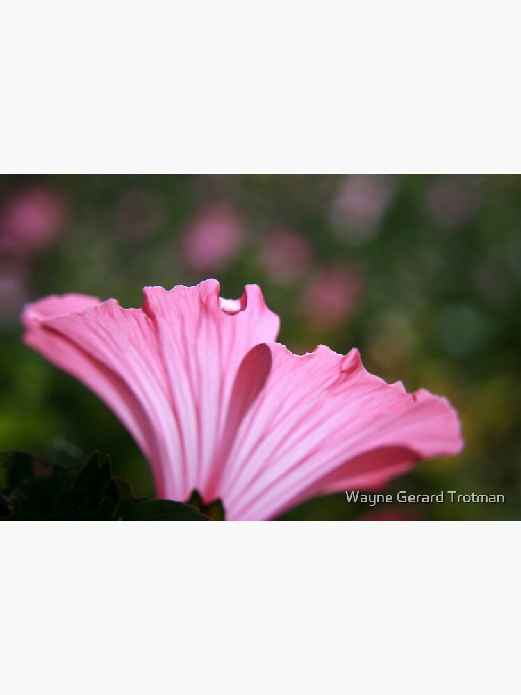 Delicate Pink. by redmoondragon