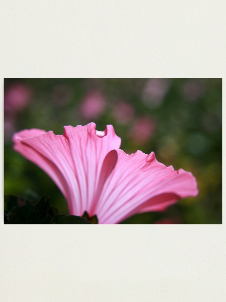 Alternate view of Delicate Pink. Photographic Print