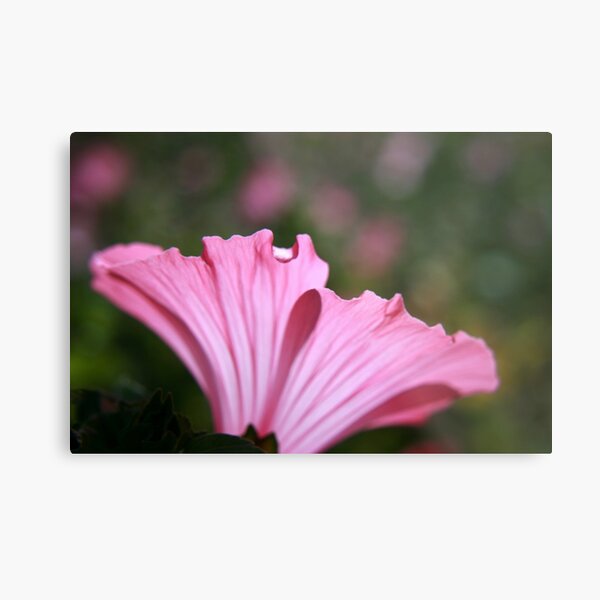 Delicate Pink. Metal Print