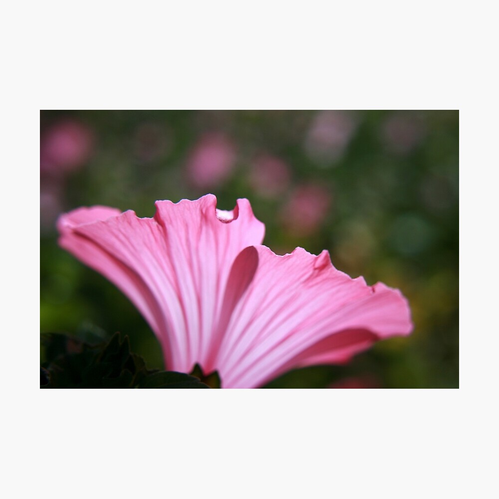 Delicate Pink. Photographic Print