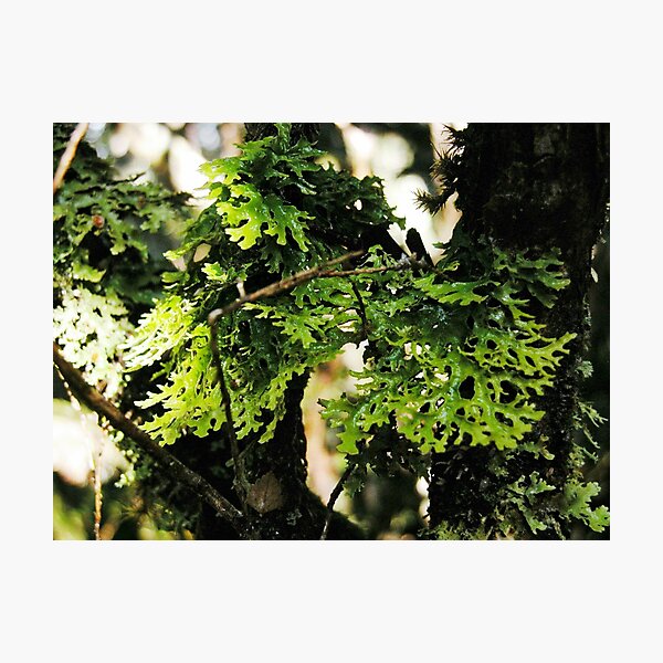 Item preview, Lichen in the Deep Forest, Waldheim, Cradle Mountain, Tasmania, Australia. designed and sold by kaysharp.