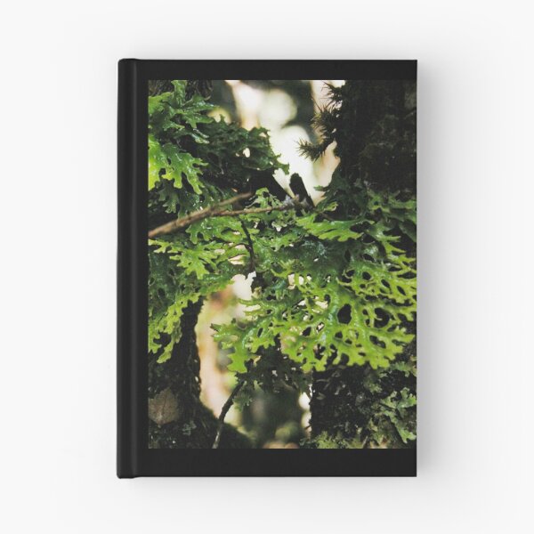 Item preview, Lichen in the Deep Forest, Waldheim, Cradle Mountain, Tasmania, Australia. designed and sold by kaysharp.